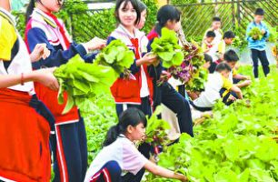 紅豐鎮(zhèn)中心小學(xué)推動勞動教育與課程教學(xué)融合發(fā)展